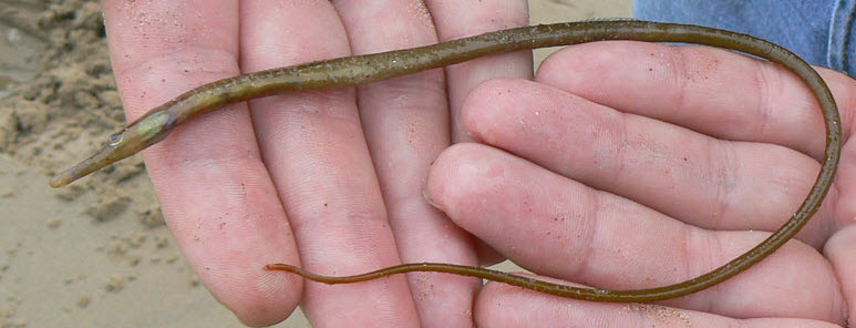 Entelurus aequoreus_03.jpg